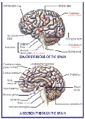 Section through the Brain