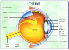 The Eye